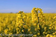 EU agrees cap on food-based biofuel