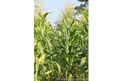 Corn ethanol worse for the environment than petrol